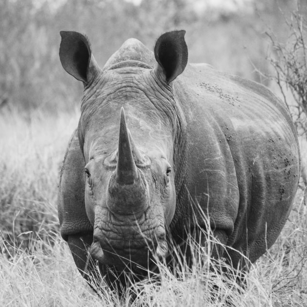black and white photo of a rhino facing the camera