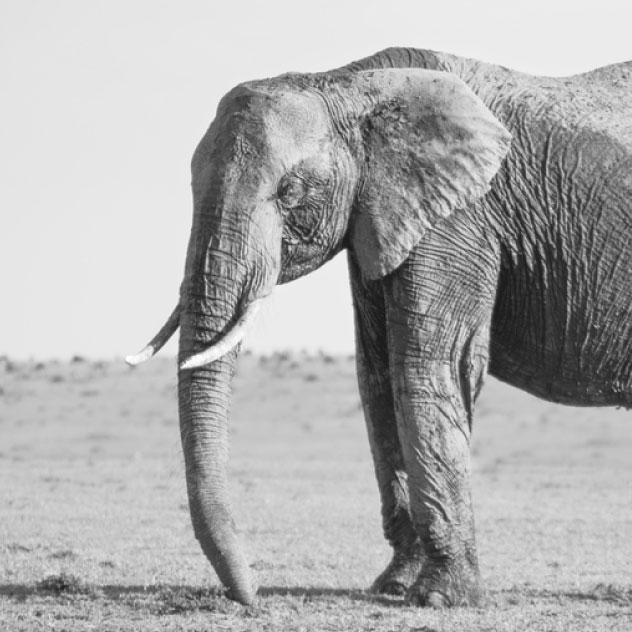 black and white photo of the front half of an adult elephant