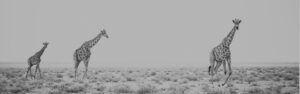 balck and white photo of three giraffes running across the savannah