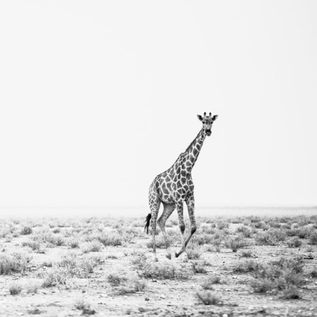 black and white photo of a lone giraffe running across the savannah