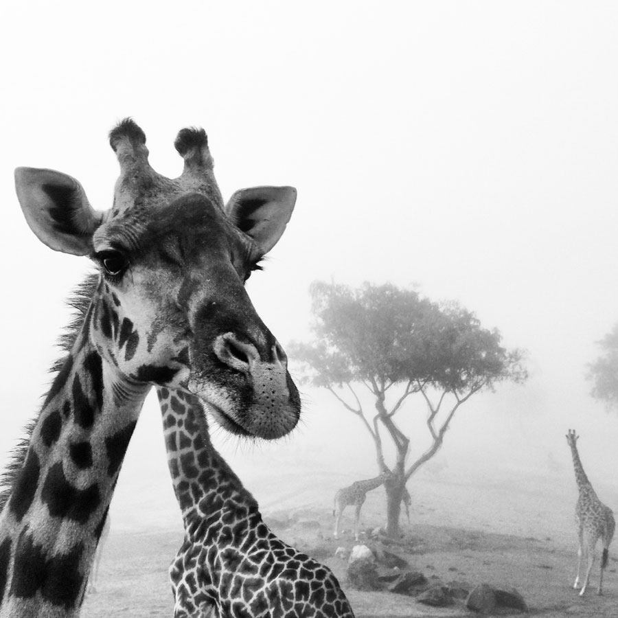 black and white closeup photo of a giraffe head with several giraffe in the background