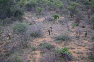 aerial photo of four rangers walking through the bush