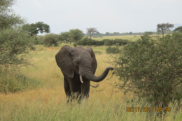 a lone elephant walking through tall grass between two trees