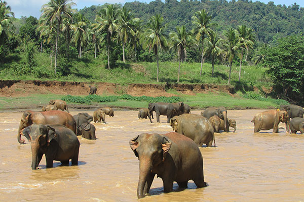 several elephants in a muddy river with palm trees in the background