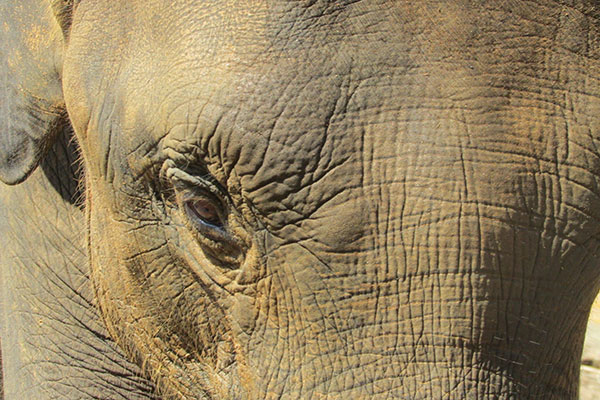 close up of an elephant's face