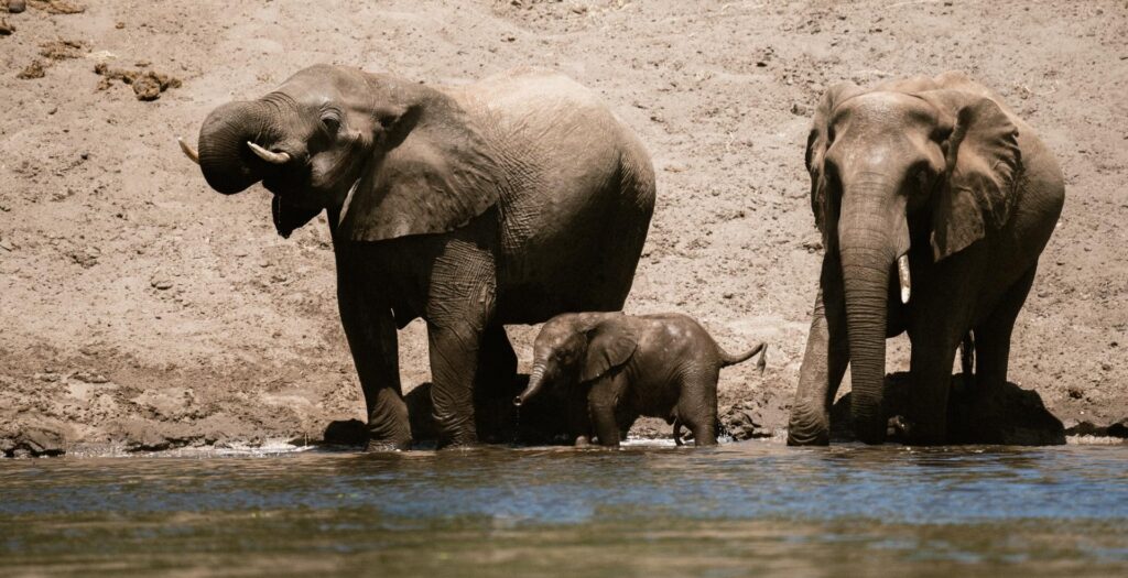 Elephants in the water