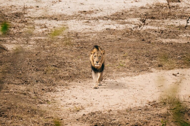 Male lion walking