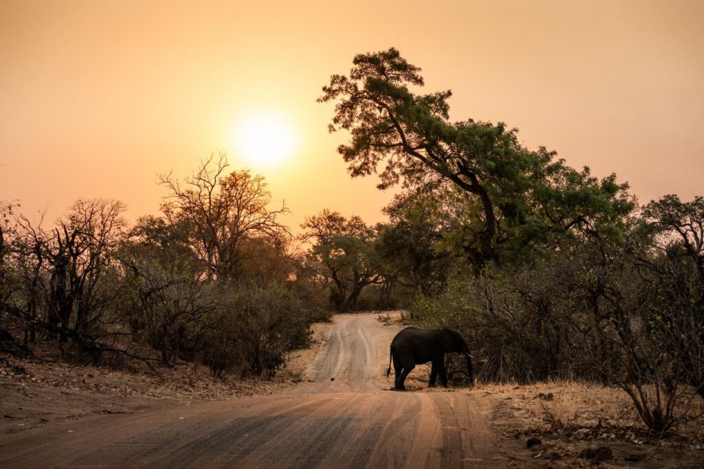 Elephant at sunset